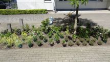GäM2 legt bienenfreundliches Staudenbeet an